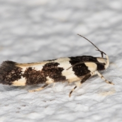 Macrobathra (genus) at Melba, ACT - 1 Feb 2022 11:43 PM