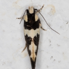 Macrobathra (genus) at Melba, ACT - 1 Feb 2022 11:43 PM