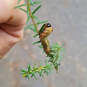 Pterygophorus cinctus at Griffith, ACT - 29 Mar 2022