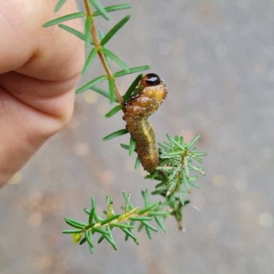 Pterygophorus cinctus (Bottlebrush sawfly) at Griffith, ACT - 28 Mar 2022 by Ormaylo