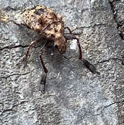 Doticus palmaris (Dried Apple Weevil) at Lyneham, ACT - 28 Mar 2022 by megsclass