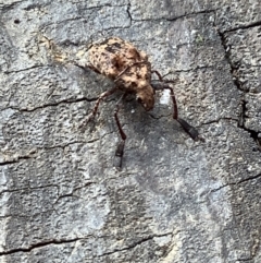 Doticus palmaris at Lyneham, ACT - 28 Mar 2022 12:11 PM
