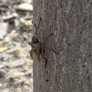 Chiromyza sp. (genus) at Lyneham, ACT - 28 Mar 2022 12:15 PM