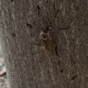 Chiromyza sp. (genus) at Lyneham, ACT - 28 Mar 2022 12:15 PM