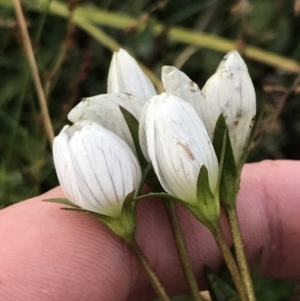 Gentianella muelleriana subsp. jingerensis at Cotter River, ACT - 13 Mar 2022