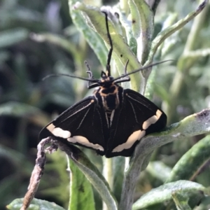 Nyctemera amicus at Cotter River, ACT - 13 Mar 2022 08:48 AM