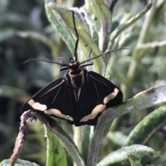 Nyctemera amicus at Cotter River, ACT - 13 Mar 2022 08:48 AM