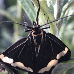 Nyctemera amicus at Cotter River, ACT - 13 Mar 2022 08:48 AM