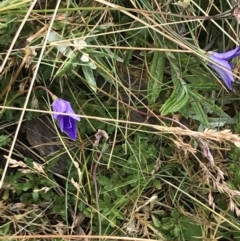 Wahlenbergia gloriosa (Royal Bluebell) at Cooleman, NSW - 13 Mar 2022 by Tapirlord