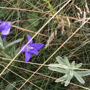 Wahlenbergia gloriosa at Cooleman, NSW - 13 Mar 2022 09:20 AM