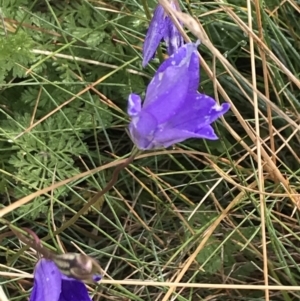 Wahlenbergia gloriosa at Cooleman, NSW - 13 Mar 2022 09:20 AM