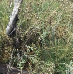 Senecio gunnii (Mountains Fireweed) at Cotter River, ACT - 12 Mar 2022 by Tapirlord