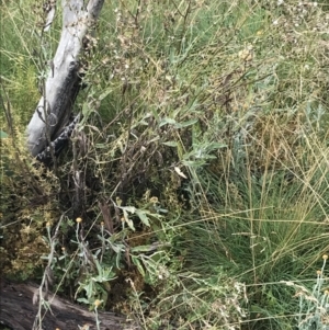 Senecio gunnii at Cotter River, ACT - 13 Mar 2022 09:37 AM