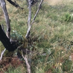 Senecio gunnii at Cotter River, ACT - 13 Mar 2022 09:37 AM