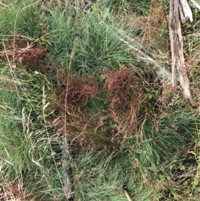 Rumex acetosella (Sheep Sorrel) at Cotter River, ACT - 13 Mar 2022 by Tapirlord