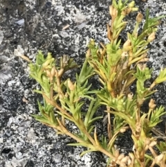 Scleranthus biflorus (Twin-flower Knawel) at Cotter River, ACT - 12 Mar 2022 by Tapirlord