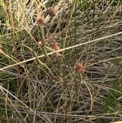 Baloskion australe at Cotter River, ACT - 13 Mar 2022