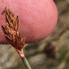 Baloskion australe at Cotter River, ACT - 13 Mar 2022