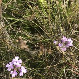 Euphrasia caudata at Cotter River, ACT - 13 Mar 2022