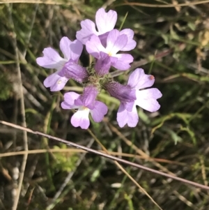 Euphrasia caudata at Cotter River, ACT - 13 Mar 2022