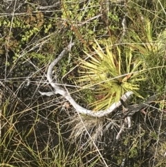 Stylidium montanum (Alpine Triggerplant) at Cooleman, NSW - 12 Mar 2022 by Tapirlord