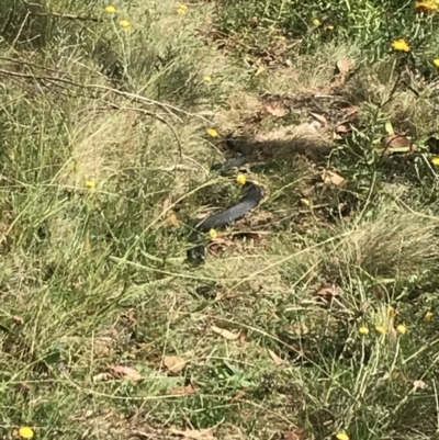 Austrelaps ramsayi (Highlands Copperhead) at Bimberi, NSW - 13 Mar 2022 by Tapirlord