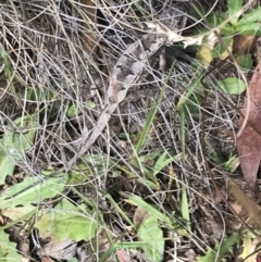 Rankinia diemensis (Mountain Dragon) at Bimberi, NSW - 13 Mar 2022 by Tapirlord