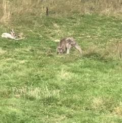 Macropus giganteus (Eastern Grey Kangaroo) at Cooleman, NSW - 13 Mar 2022 by Tapirlord