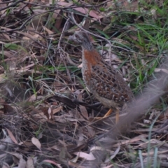 Turnix varius at Lower Boro, NSW - 28 Mar 2022