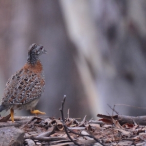 Turnix varius at Lower Boro, NSW - 28 Mar 2022