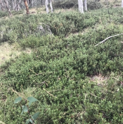 Podolobium alpestre (Shaggy Alpine Pea) at Cooleman, NSW - 13 Mar 2022 by Tapirlord