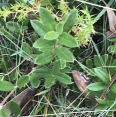 Podolobium alpestre at Cooleman, NSW - 13 Mar 2022