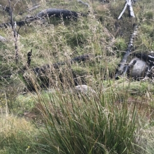 Poa helmsii at Bimberi, NSW - 13 Mar 2022