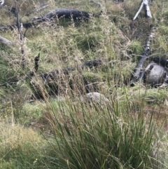 Poa helmsii at Bimberi, NSW - 13 Mar 2022