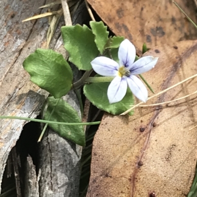 Lobelia pedunculata (Matted Pratia) at Bimberi, NSW - 13 Mar 2022 by Tapirlord