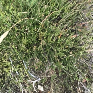 Epacris gunnii at Bimberi, NSW - 13 Mar 2022