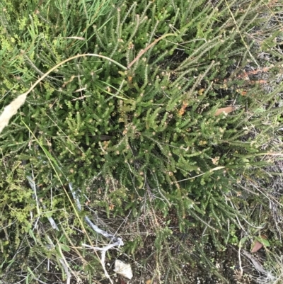 Epacris gunnii (Heath) at Bimberi, NSW - 13 Mar 2022 by Tapirlord