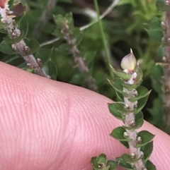 Epacris gunnii at Bimberi, NSW - 13 Mar 2022