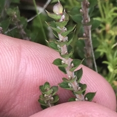 Epacris gunnii at Bimberi, NSW - 13 Mar 2022 11:46 AM