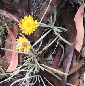 Leucochrysum albicans subsp. albicans at Bimberi, NSW - 13 Mar 2022