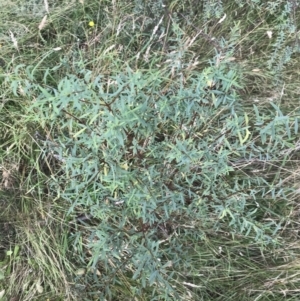 Pimelea pauciflora at Tantangara, NSW - 13 Mar 2022