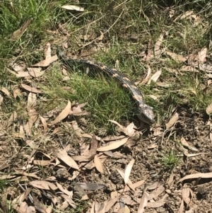 Tiliqua nigrolutea at Tantangara, NSW - 13 Mar 2022