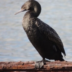 Phalacrocorax sulcirostris (Little Black Cormorant) at Merimbula, NSW - 16 Jul 2020 by MichaelBedingfield