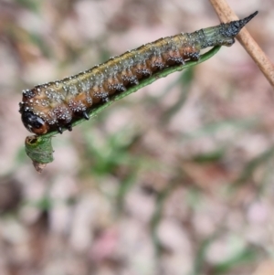 Pterygophorus sp. (genus) at Belconnen, ACT - 28 Mar 2022