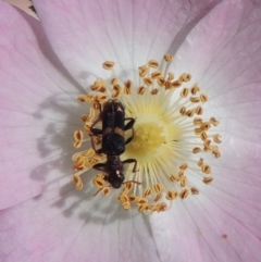 Eleale pulchra (Clerid beetle) at Paddys River, ACT - 30 Nov 2021 by michaelb