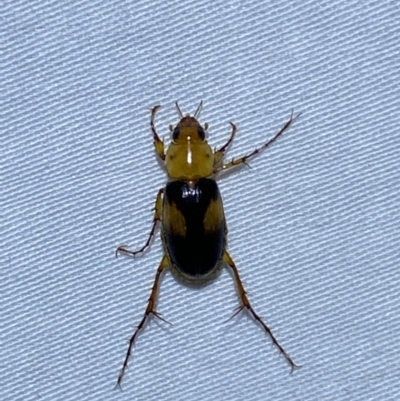 Phyllotocus bimaculatus (Nectar scarab) at Jerrabomberra, NSW - 28 Mar 2022 by Steve_Bok