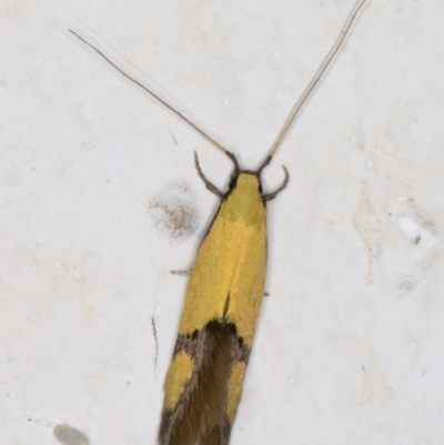 Opogona stereodyta (Tineid moth) at Melba, ACT - 1 Feb 2022 by kasiaaus
