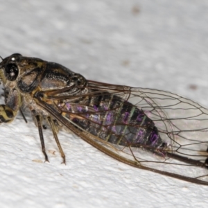 Galanga labeculata at Melba, ACT - 1 Feb 2022