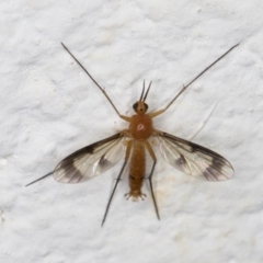 Mycetophilidae (family) (A fungus gnat) at Melba, ACT - 1 Feb 2022 by kasiaaus