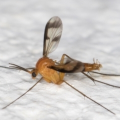 Mycetophilidae (family) at Melba, ACT - 1 Feb 2022 11:54 PM